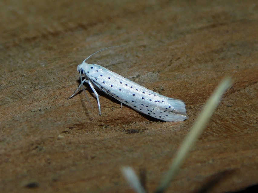 Yponomeuta evonymella - pókhálós májusfamoly