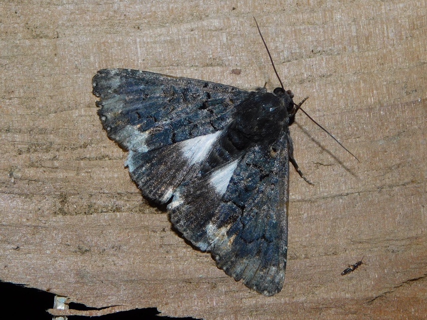 Catephia alchymista - fekete övesbagoly