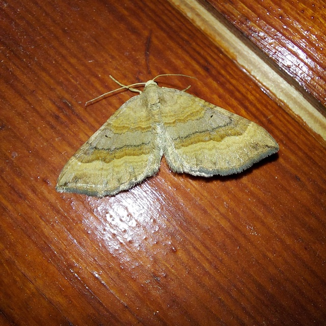 Scotopteryx chenopodiata - libatop-araszoló