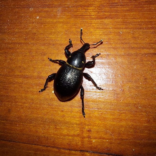 Liparus coronatus - kis turbolyaormányos