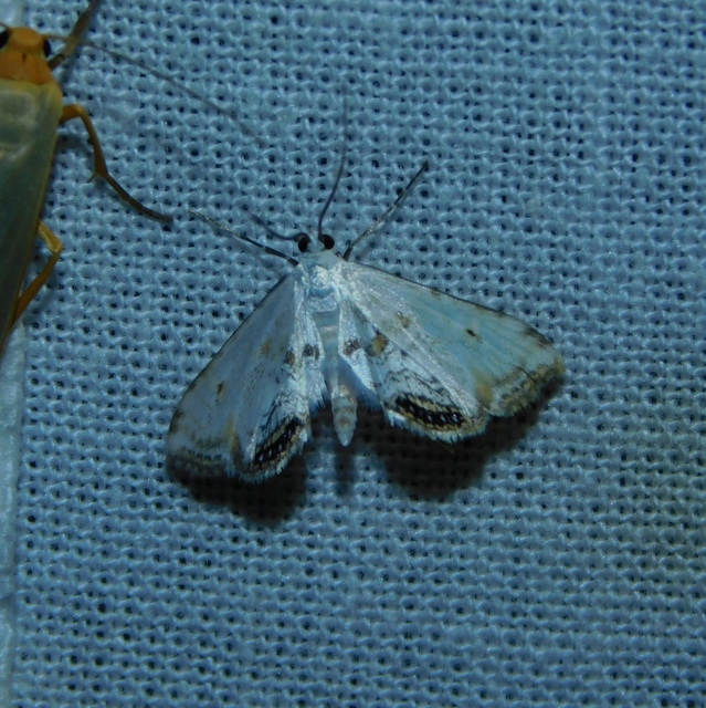 Cataclysta lemnata - békalencsemoly