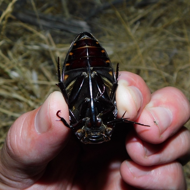 Hydrophilus piceus - közönséges óriáscsibor