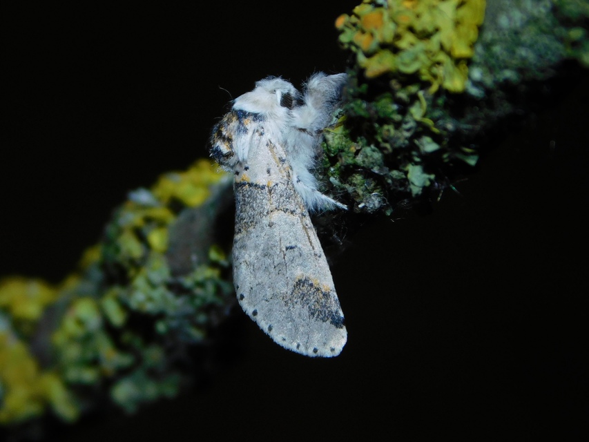 Furcula furcula - szürke púposszövő