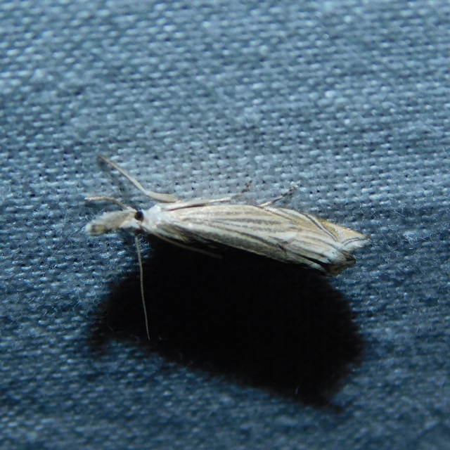 Metacrambus carectellus - homoki fűgyökérmoly