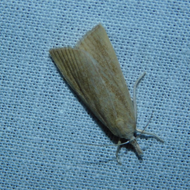 Calamotropha paludella - barna nádlevélmoly