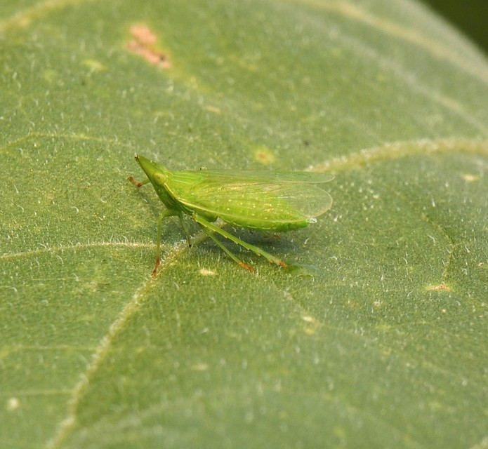 Dictyophara europaea