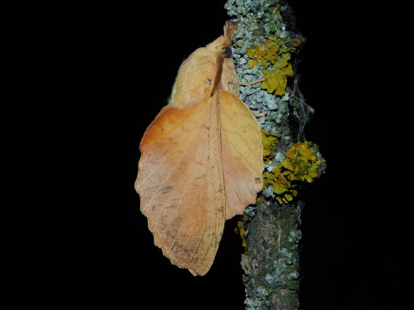 Gastropacha populifolia - sárga pohók