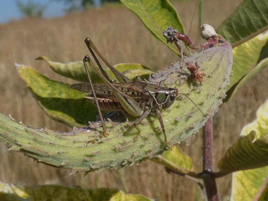 Gampsocleis glabra - tőrös szöcske