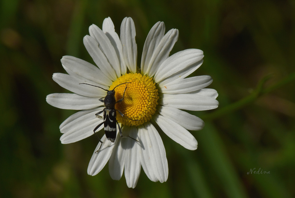 Chlorophorus figuratus - rajzos darázscincér