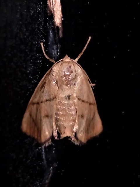 Apoda limacodes - kagylólepke