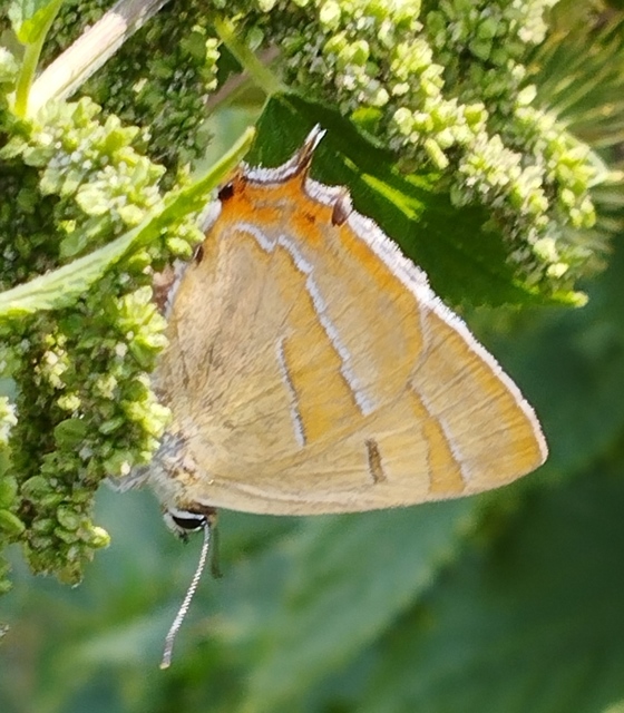 Thecla betulae - nyírfalepke