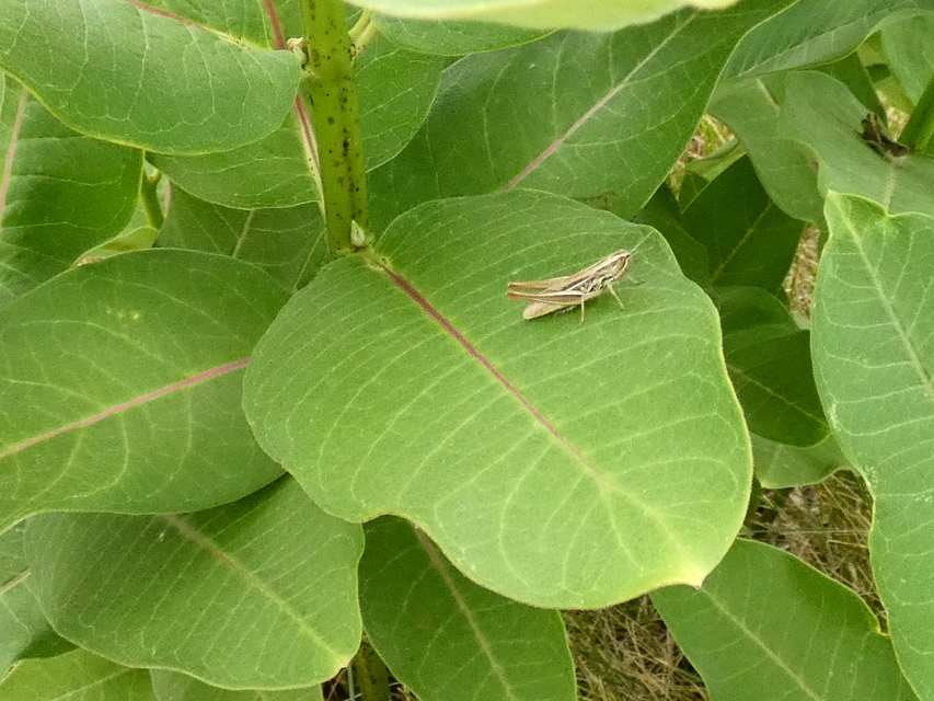 Euchorthippus declivus - rövidszárnyú rétisáska