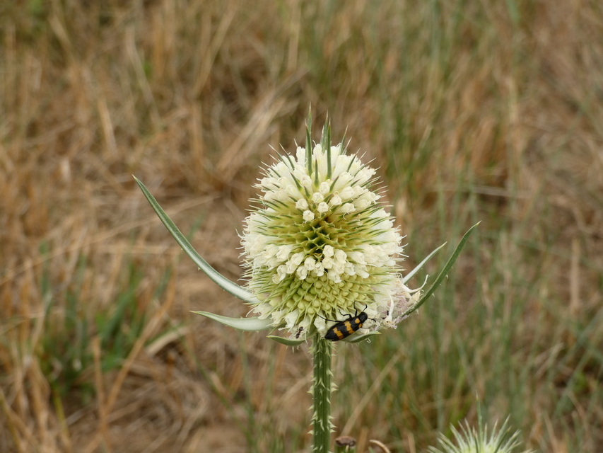 Mylabris variabilis - szalagos hólyaghúzó