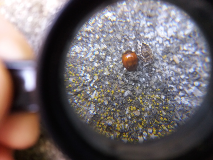 Exochomus quadripustulatus - négyfoltos szerecsenkata