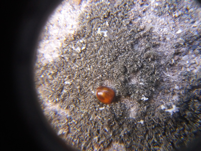 Exochomus quadripustulatus - négyfoltos szerecsenkata
