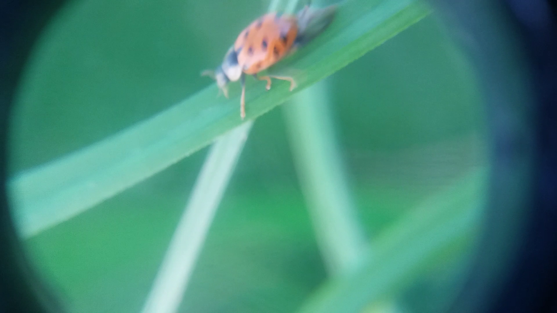 Hippodamia tredecimpunctata - mocsári katica