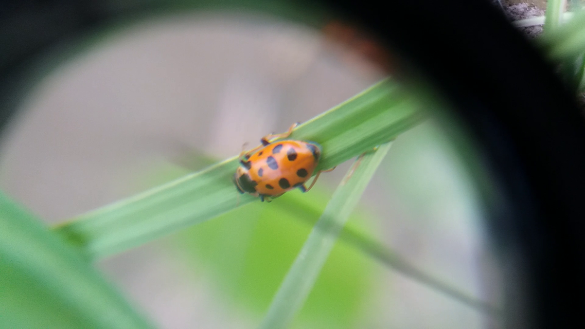 Hippodamia tredecimpunctata - mocsári katica