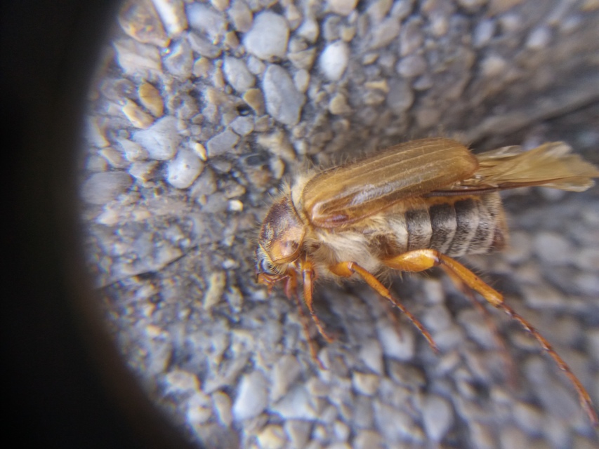 Amphimallon solstitiale - bordás sárgacserebogár