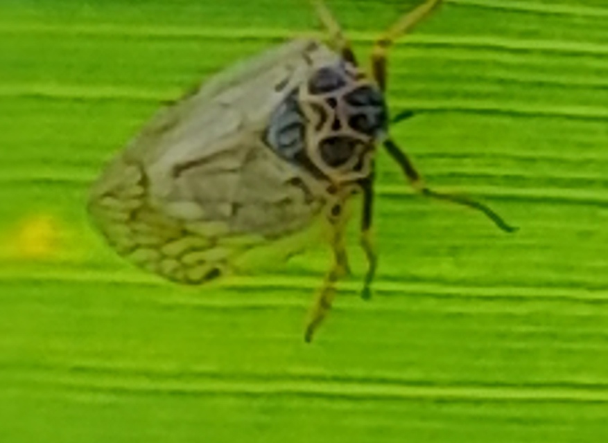 Cixiidae - recéskabócák