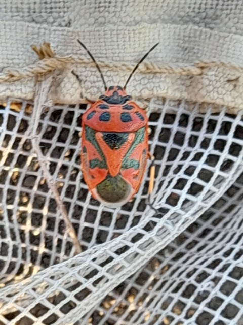 Eurydema ornata - díszespoloska