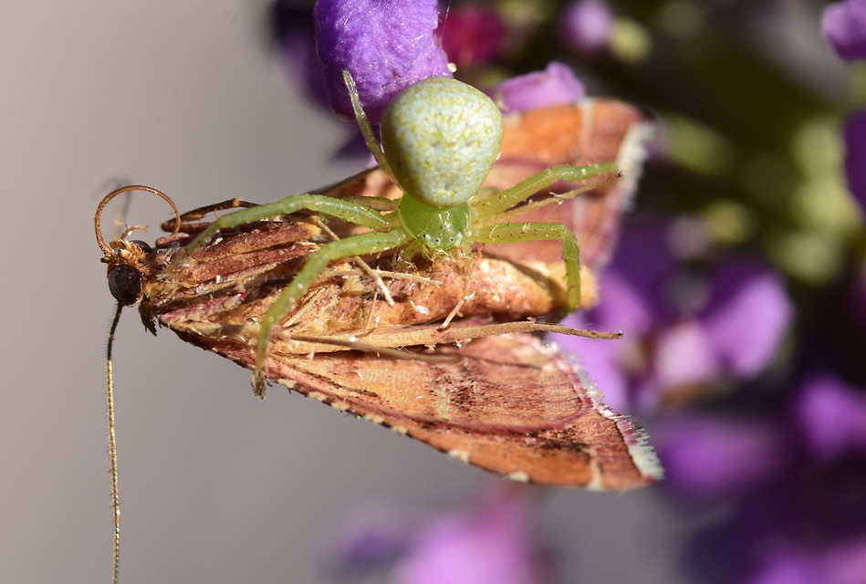 Ebrechtella tricuspidata - alakoskodó karolópók