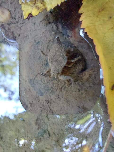 Pseudoscorpionida - Álskorpiók