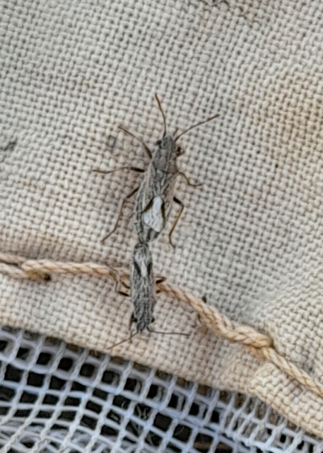 Ortholomus punctipennis - szőrös fényesbodobács