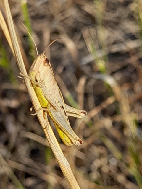 Pseudochorthippus parallelus - közönséges rétisáska