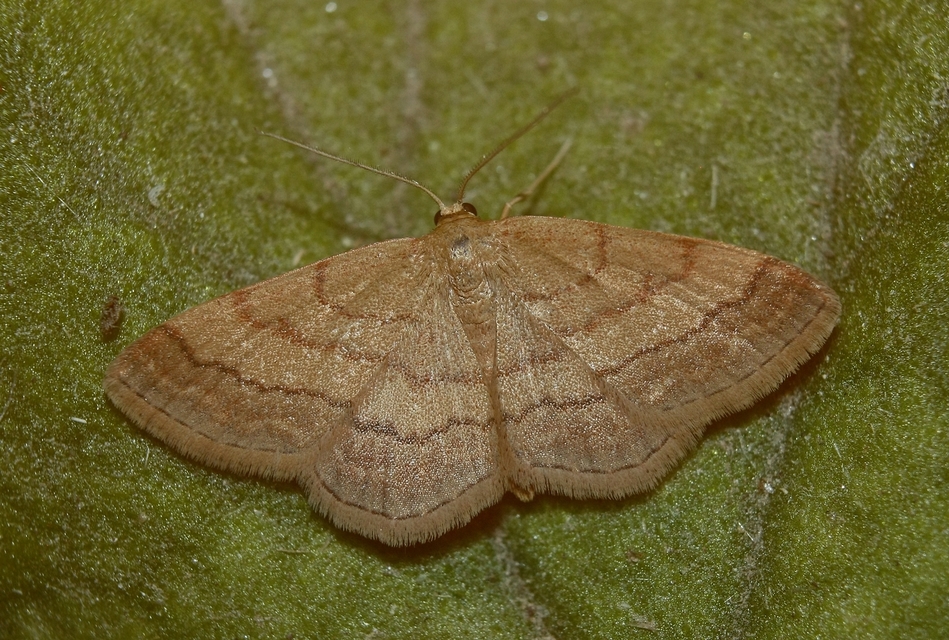 Scopula rubiginata - réti pirosaraszoló