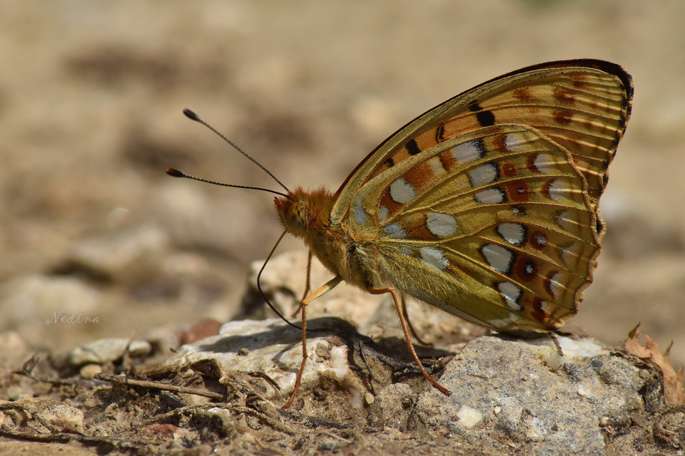 Argynnis adippe - ezüstös gyöngyházlepke