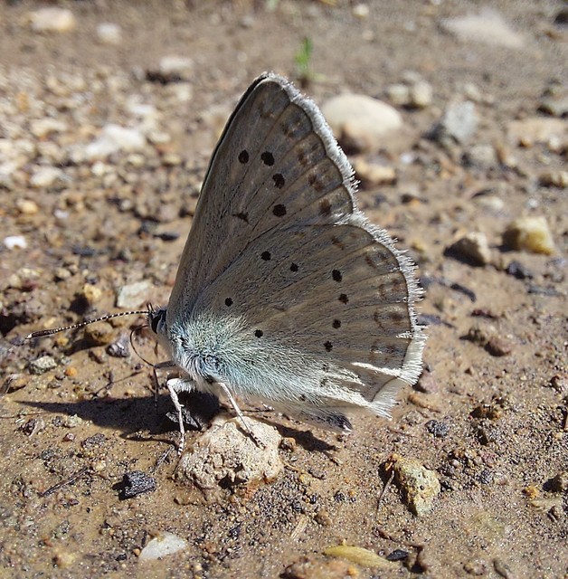 Polyommatus daphnis - csipkés boglárka