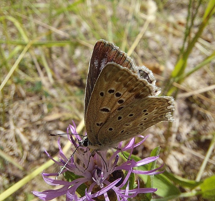 Polyommatus daphnis - csipkés boglárka
