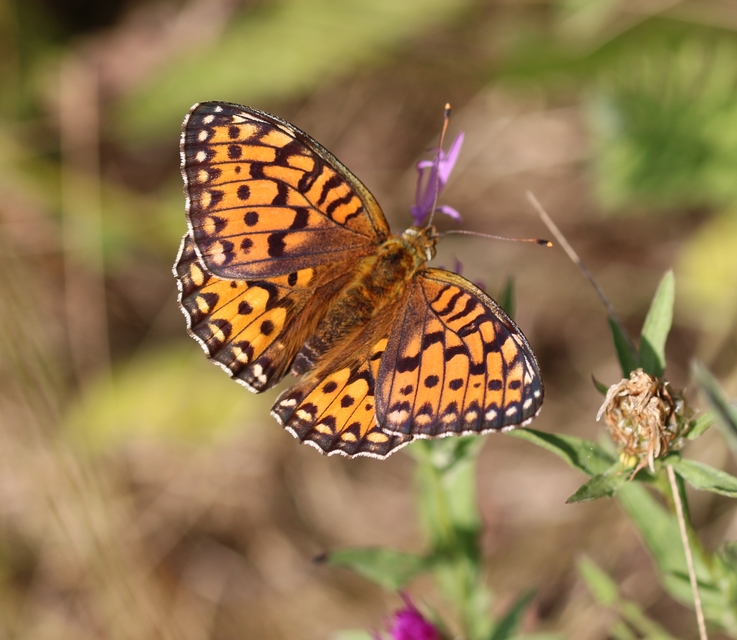 Argynnis aglaja - kerekfoltú gyöngyházlepke