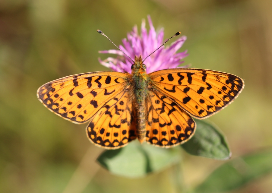 Boloria selene - fakó gyöngyházlepke