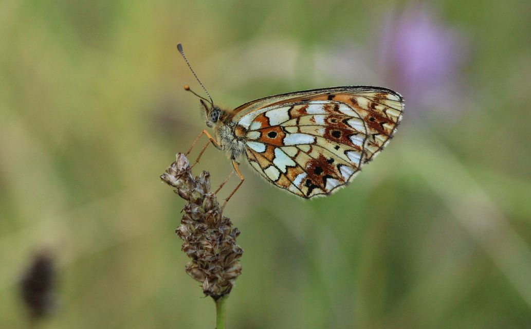 Boloria selene - fakó gyöngyházlepke