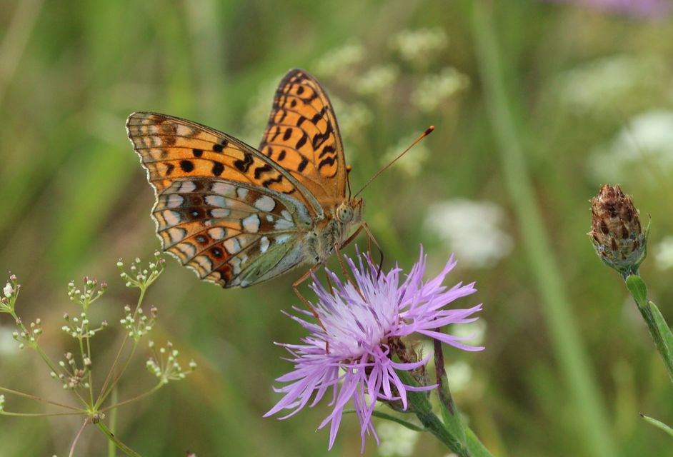 Argynnis adippe - ezüstös gyöngyházlepke