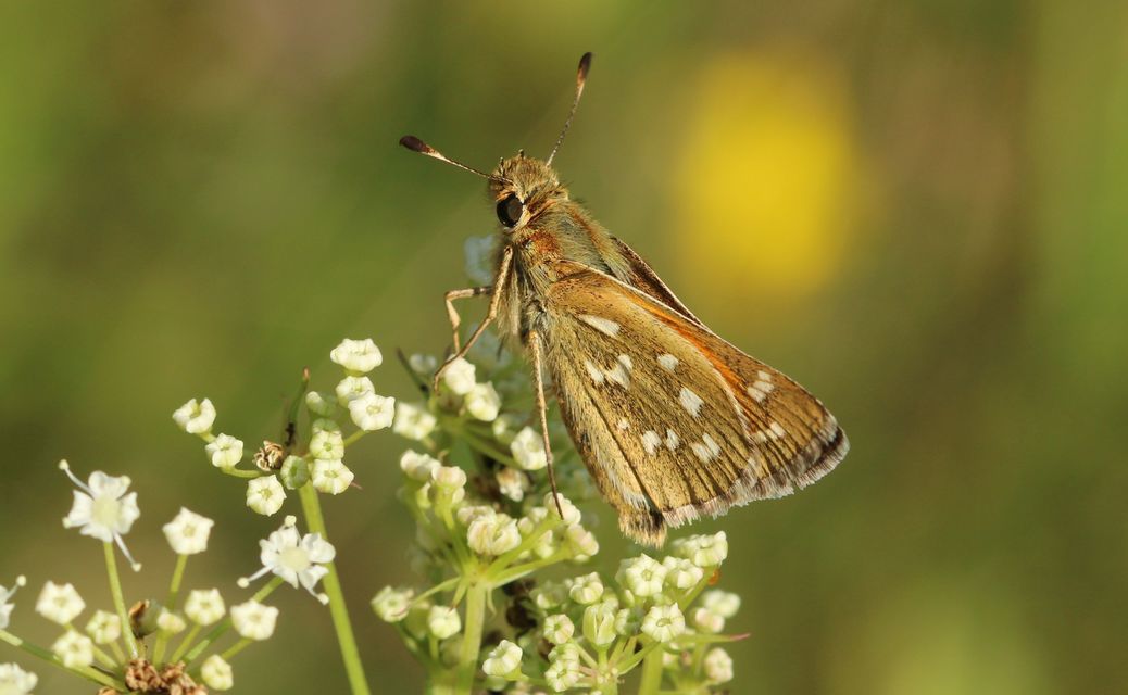 Hesperia comma - vesszős busalepke