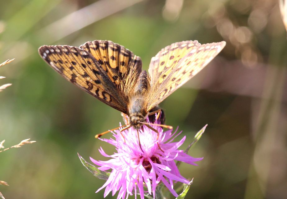 Argynnis aglaja - kerekfoltú gyöngyházlepke