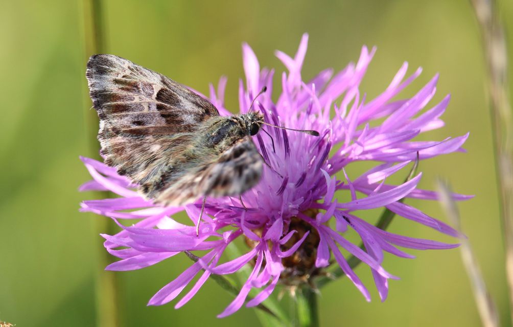 Carcharodus floccifera - pemetefű-busalepke