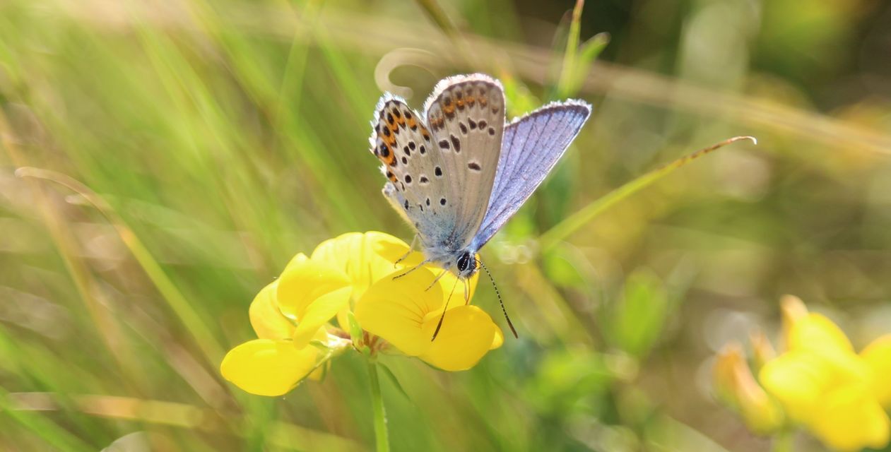 Plebejus idas - északi boglárka