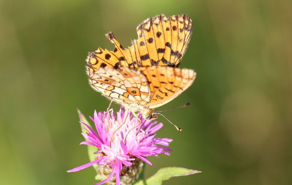 Boloria selene - fakó gyöngyházlepke