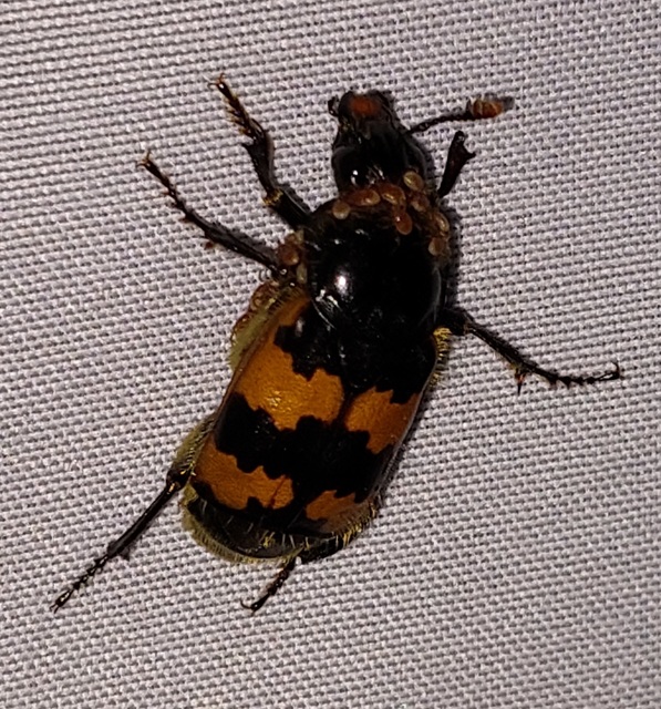 Nicrophorus vespillo - közönséges temetőbogár