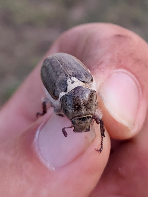 Anoxia pilosa - pusztai cserebogár