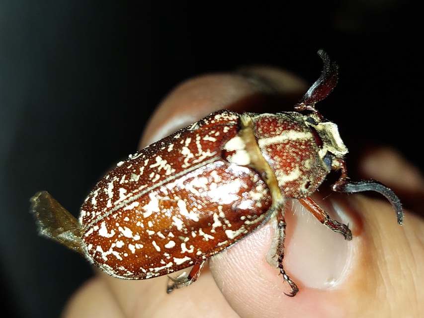 Polyphylla fullo - csapó cserebogár