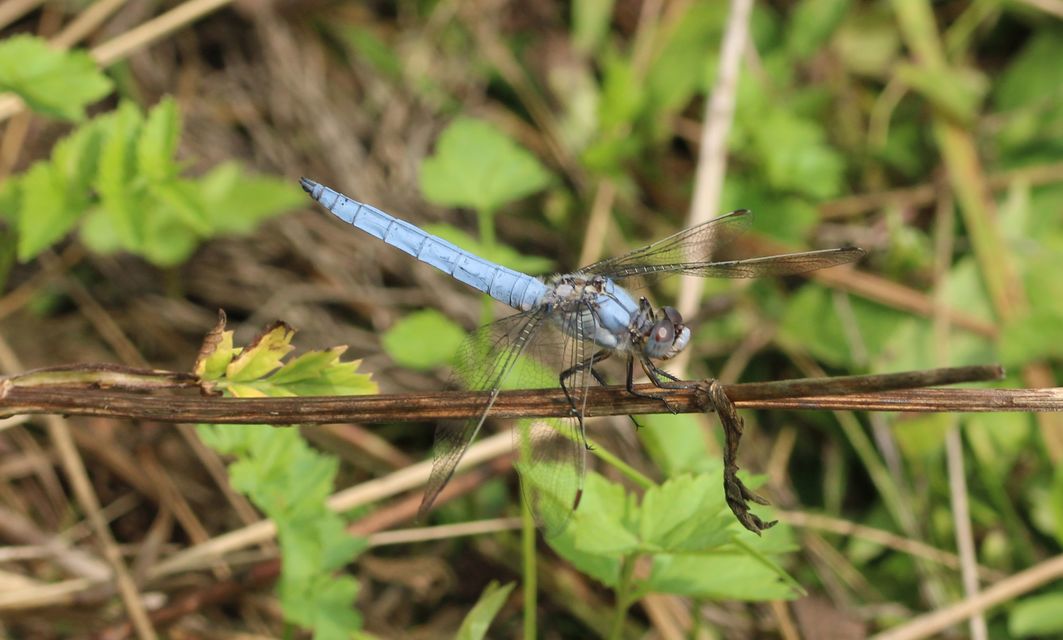 Orthetrum brunneum - pataki pásztorszitakötő