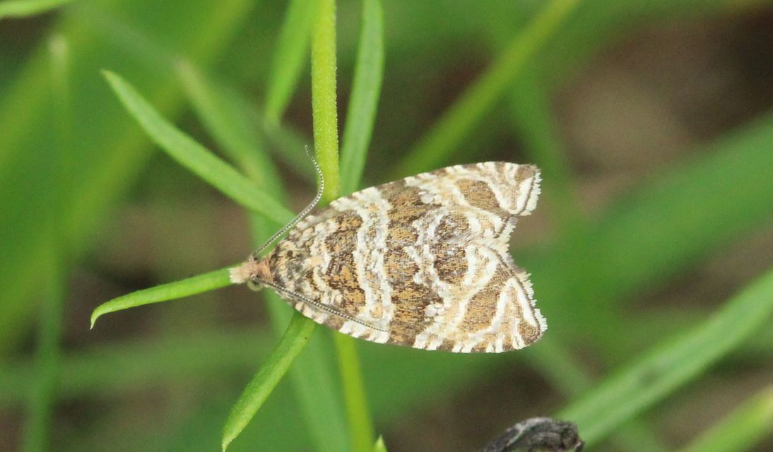 Celypha rivulana - dudvasodró tükrösmoly