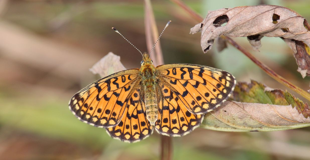 Boloria selene - fakó gyöngyházlepke