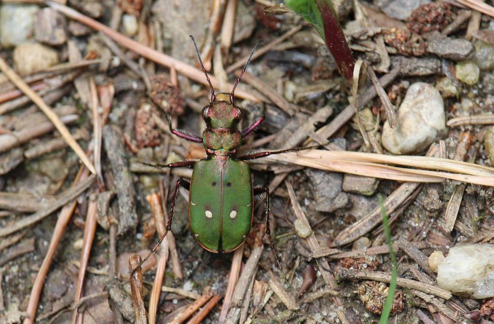 Cicindela campestris - mezei homokfutrinka