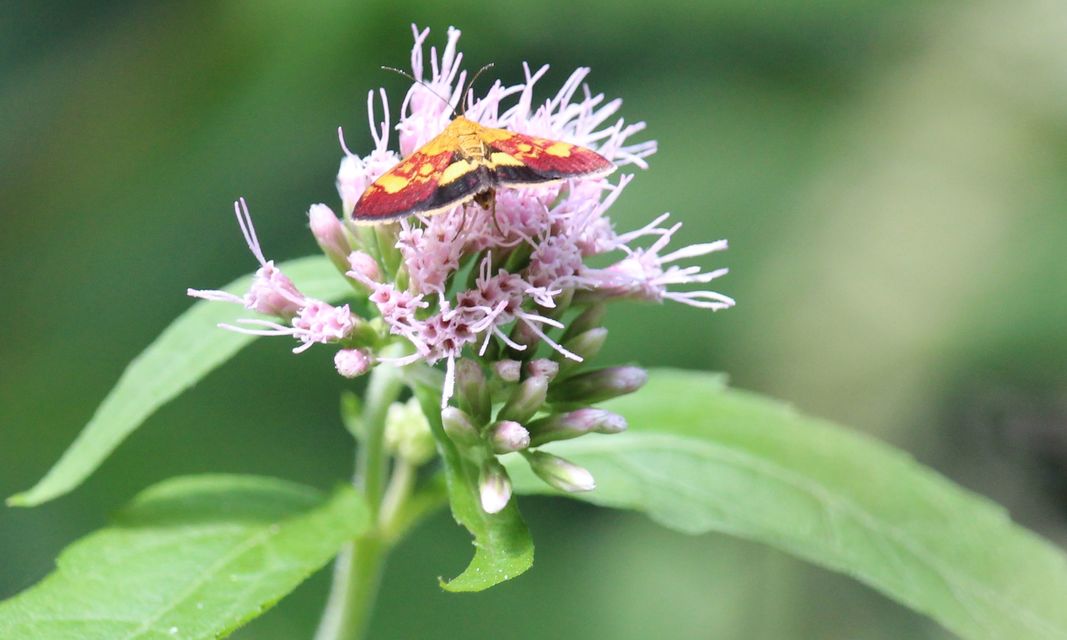 Pyrausta aurata - aranyló bíbormoly