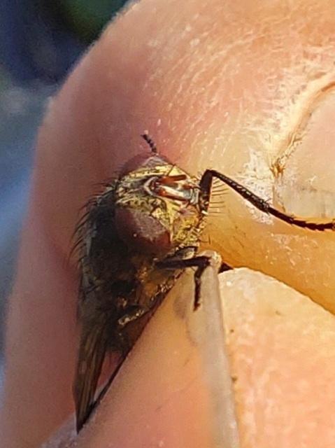 Pollenia